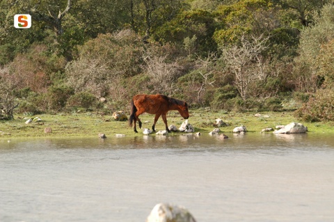 Gesturi, cavallini della Giara