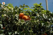 San Sperate, pianta e frutti dell'arancio